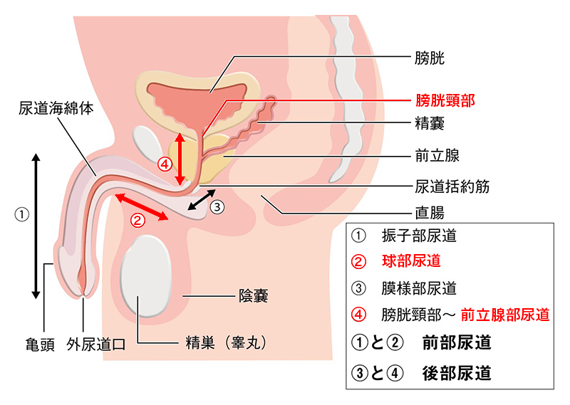 膀胱頸部、前立腺部尿道、球部尿道